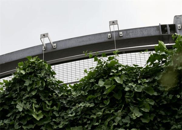 304L 316L Plant Climbing Net Support Mesh 60 Degree Stainless Steel Wall Plant
