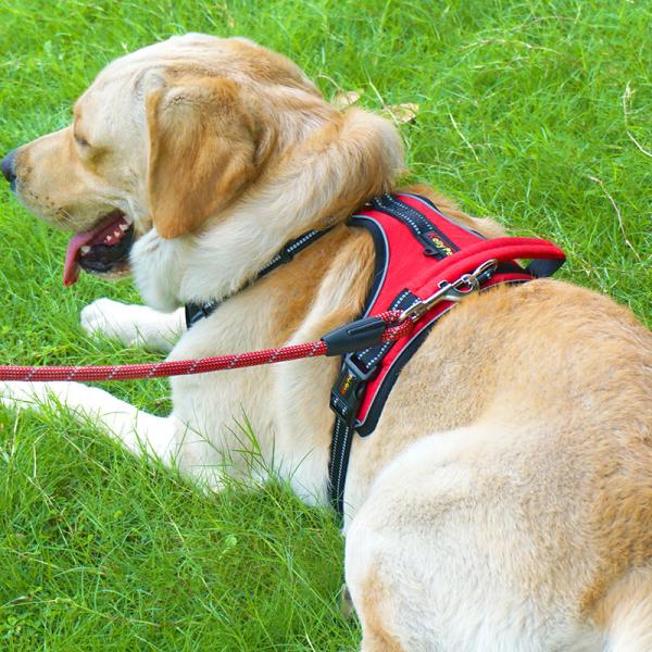 Correa reflectiva a prueba de explosión personalizada para perros medianos y grandes en Chengbei Special Dog Chest Strap