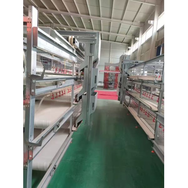 Agrieso Full Automatic Hot Galvanized 4 Tier Poultry Farm Cage with Manure Removal System