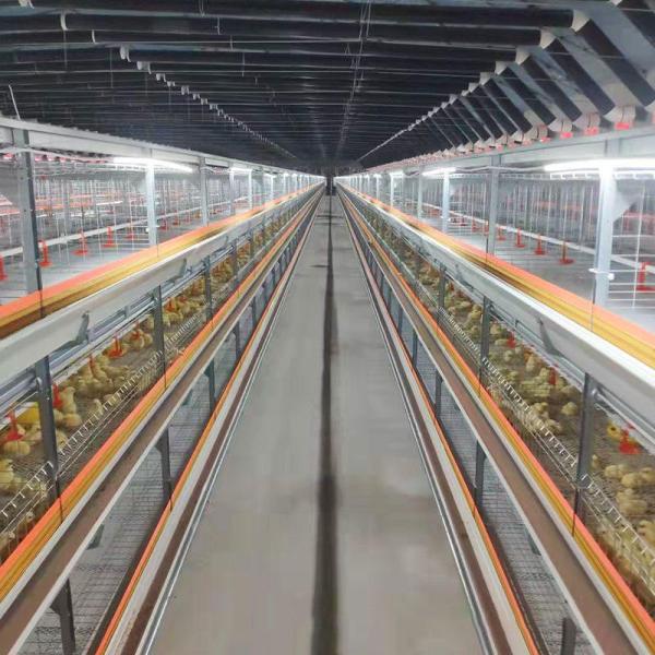 Durable Design Poultry Farming Equipment with Easy Install Feeding System and Corrosion-Resistant Materials