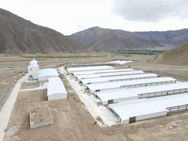 1000 Chickens Pasture Poultry Farm Industrial-Style Steel Chicken House for Gymnasium