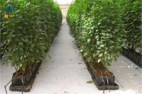 Hydroponic Plant Growth Planting Trough PP Roll Within 0.7mm Thickness