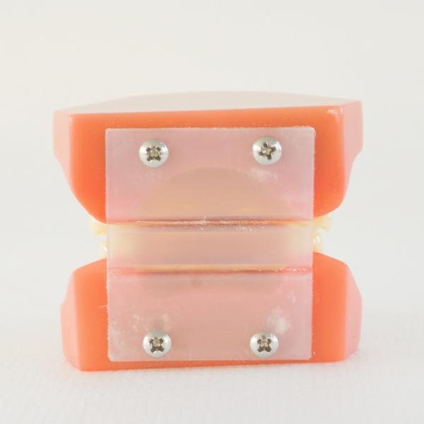 1Modèles de dents pour adultes pour la formation des étudiants en médecine dentaire