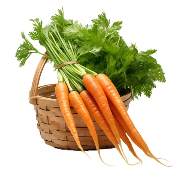 Farm Fresh RAINLAND Organic Orange Red Carrots Pure Natural Agricultural Produce Top Grade 2024 Crop Exported From China