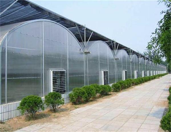 Arched Roof Tomato Plant Greenhouse Span Width 9.6 / 10.8 / 12m Rainfall 140mm/H