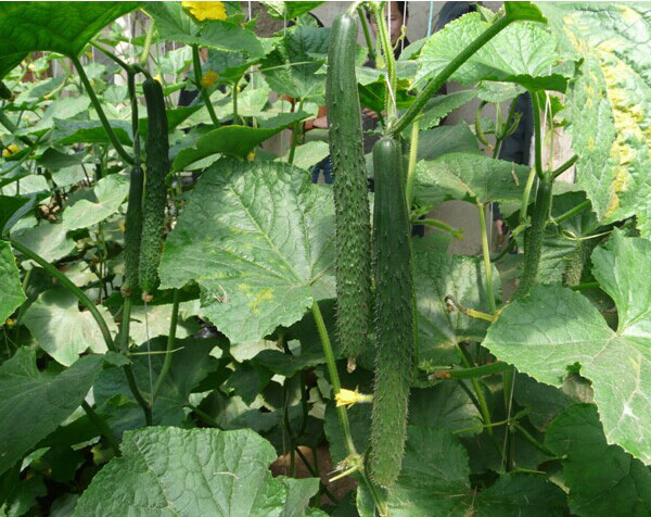 CU09 Nongfeng disease resistant bulk hybrid wholesale cucumber seeds in high quality vegetable seeds suppliers