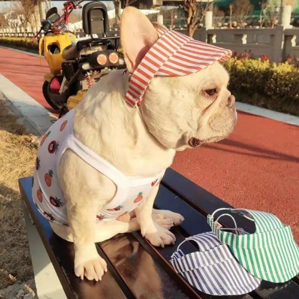 Outdoor Dog Cap with Ear Holes Keep Your Pet Cool and Protected in the Sun