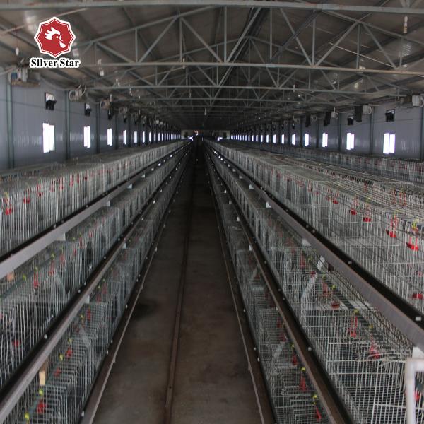 Automatic Pullet Baby Chick Cage Chicken Layer Poultry Farm Equipment