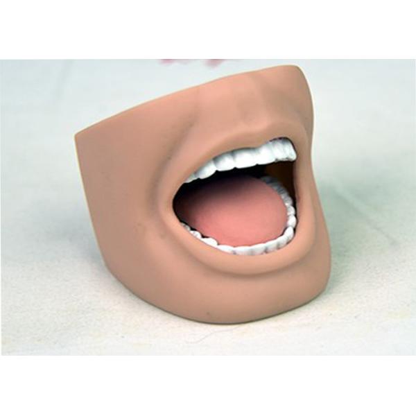 Dental Nursing Manikin Adult Mouth Model With Full Teeth ISO 9001-2000