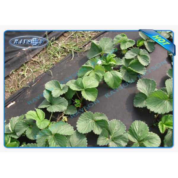 Water Permeable Agriculture Non Woven Cover 70gsm With UV Treated