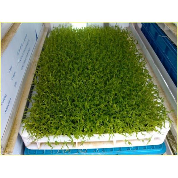 Машины для гидропонического кормления животных Системы гидропонического выращивания в теплицах