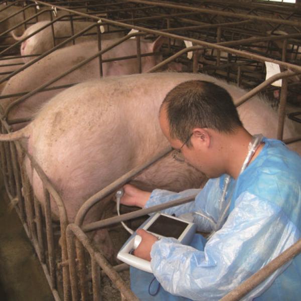 B Mode Medical Ultrasound Machine Diagnostic KX5100 VET Veterinary  Instruments