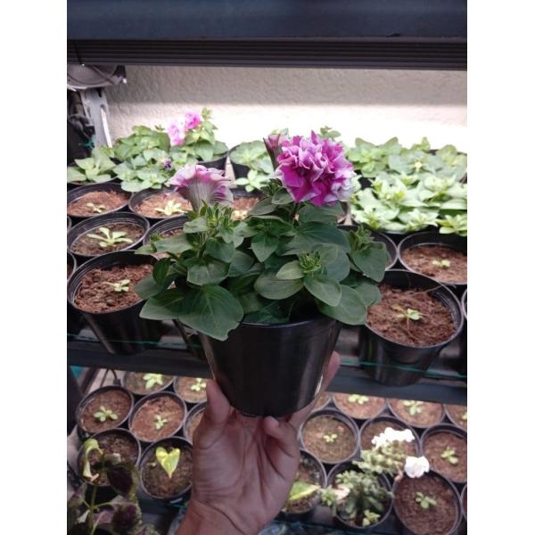 Dual Head AC85-265V 54W Tabletop Grow Lights For Houseplants Indoor Farming