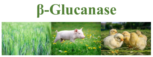 Habio Beta Glucanase Powder/Liquid For Poultry Egg Layer Piglet Ruminant White Digestive Enzyme