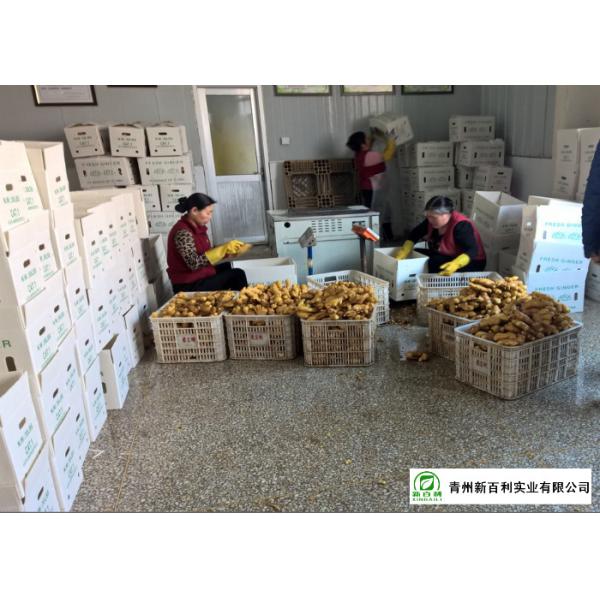 Mature Organic Fresh Ginger , Wholesale Premium Grade Air Dried Ginger