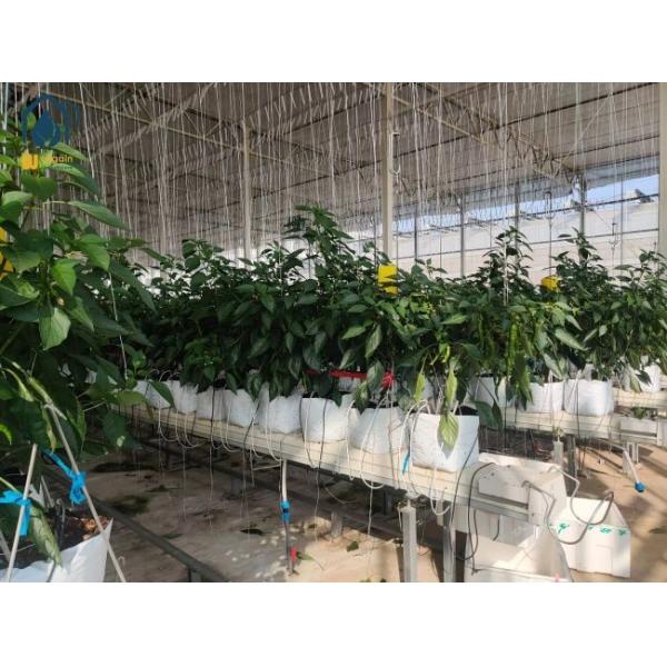 Sistema hidropónico agrícola para tomates