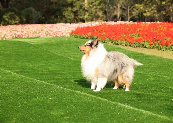 Tempo longo do tapete artificial impermeável da grama da falsificação do relvado do animal de estimação do jardim da paisagem
