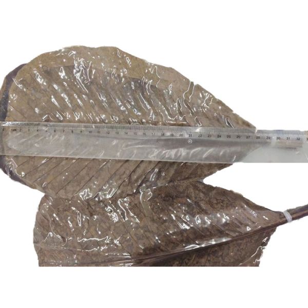 Organic Fresh Sushi Bamboo Leaves Food Plate Decoration Barbecue Serving Tool Bamboo Leaf