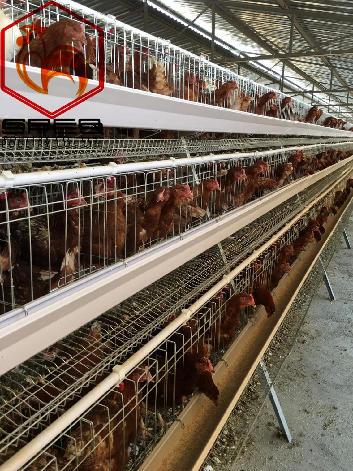 Automatic Cheap Price Poultry Farming Equipment Layer Chicken Cage for Sale