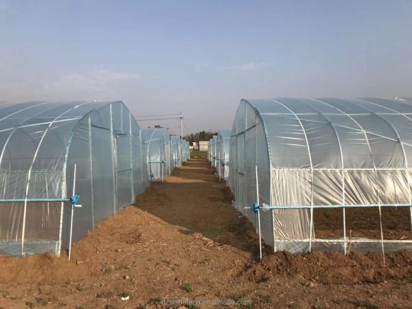 Small High Tunnel Film Greenhouse For Growing Tomatoes 6m-10m Width