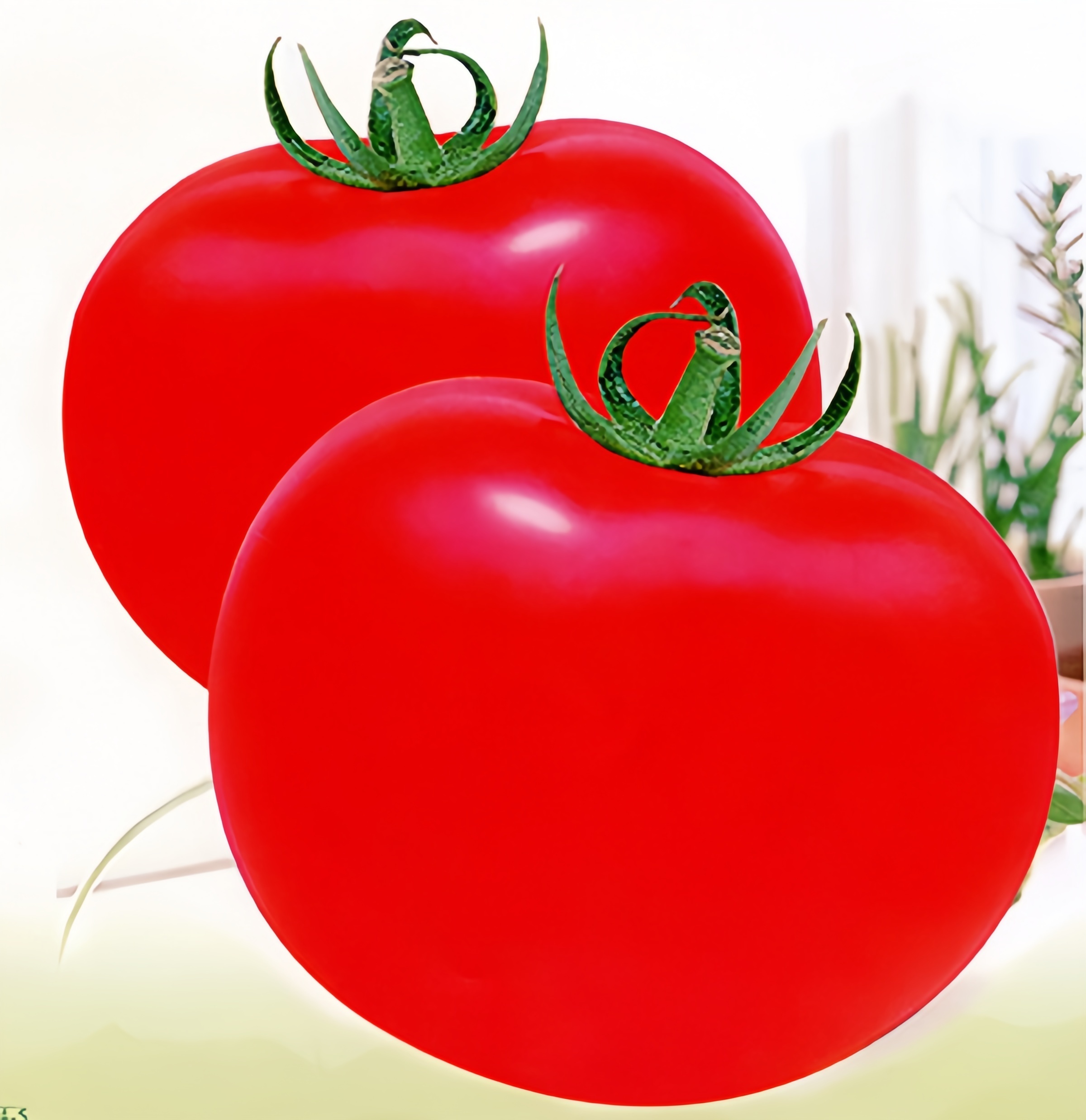 Baodian F1 Hybrid Determinate Tomato Seeds Blight Resistance Round Shape T23