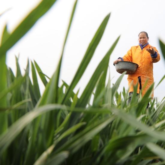 Agriculture Use Nitrogen-phosphate-potassium Fertilizers Cas 66455-26-3  NPK 12-11-18  Compound Fertilizer MTL