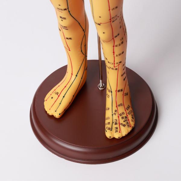 Flexible Joints For Realistic Positioning Acupuncture Model Chinese Medicine Apparatus Designed To Enhance Learning And Practice Accuracy
