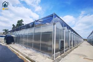 Durable Steel Frame Polycarbonate Greenhouse For Winter Vegetable Production