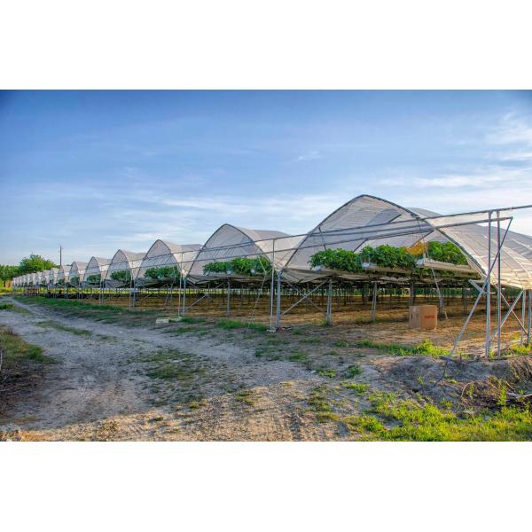 Multi-Span PE Film Greenhouse 6m-10m Width for Berry Cultivation