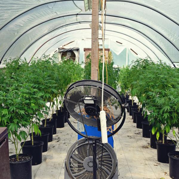 Парник тоннеля одиночного фильма PE пяди пластикового аграрный с ирригационной системой капельного орошения