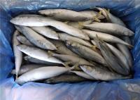 High Protein 80g 100g Pacific IQF Frozen Mackerel Fish