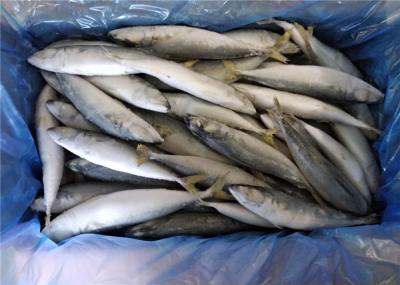 Alto - peixes congelados IQF da cavala da proteína 80g 100g o Pacífico