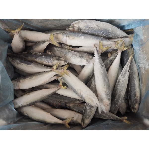 Peixes congelados do Pacífico do círculo de IQF BQF cavala inteira