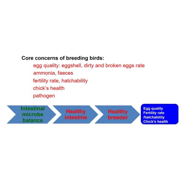 Blend Powder 200g/MT Probiotics For Animal Breeding Bird