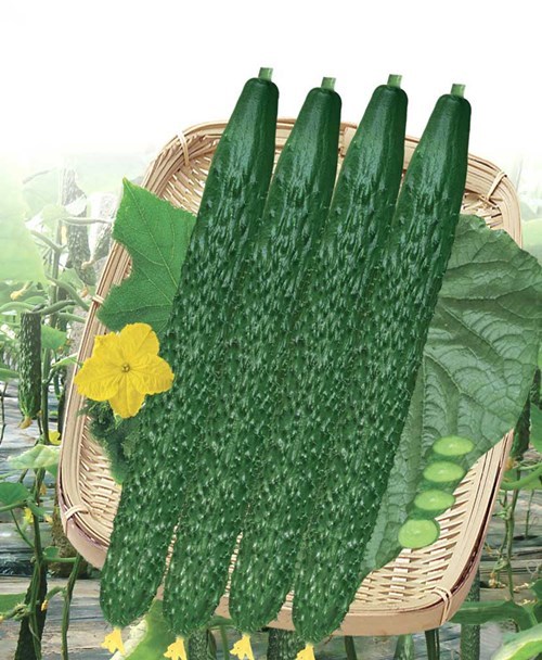 CU03 Greentop f1 hybrid cucumber seeds with stronger heat resistant ability, hybrid vegetable seeds for sale