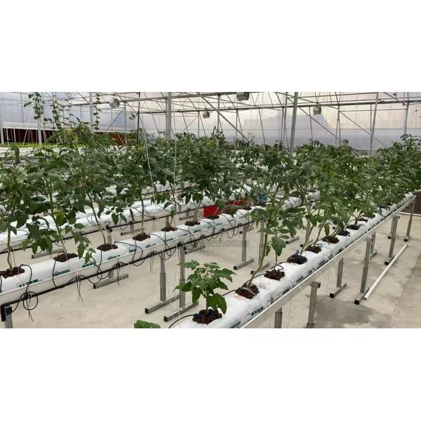 Greenhouse Substrate Cultivation Solution Suitable for Cucumbers Chills Tomatoes Strawberries Soilless Cultivation