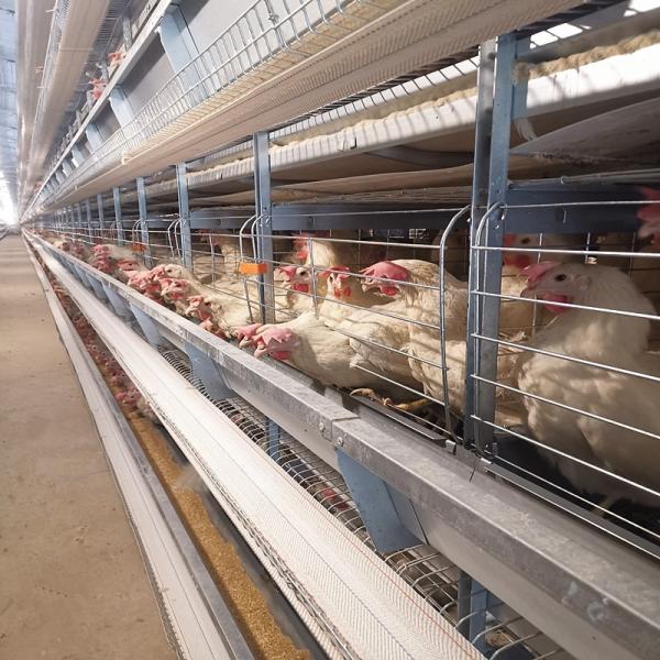 Тип цыпленок 30000 Brids h арретирует триперсток слоя яйца арретирует автоматическую птицу слоя