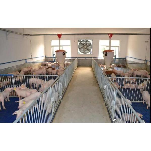 PVC Livestock Farming Equipment 304 For One Stop Pig Farm Project Purchase