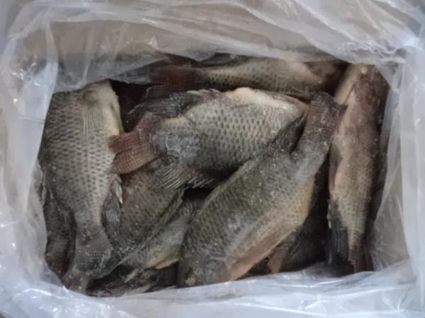 Frozen Tilapia Gutted& Scaled Size after glaze 500-800g