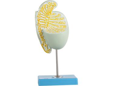 Inner Struction Magnified Testicle Model For Medical Schools Training