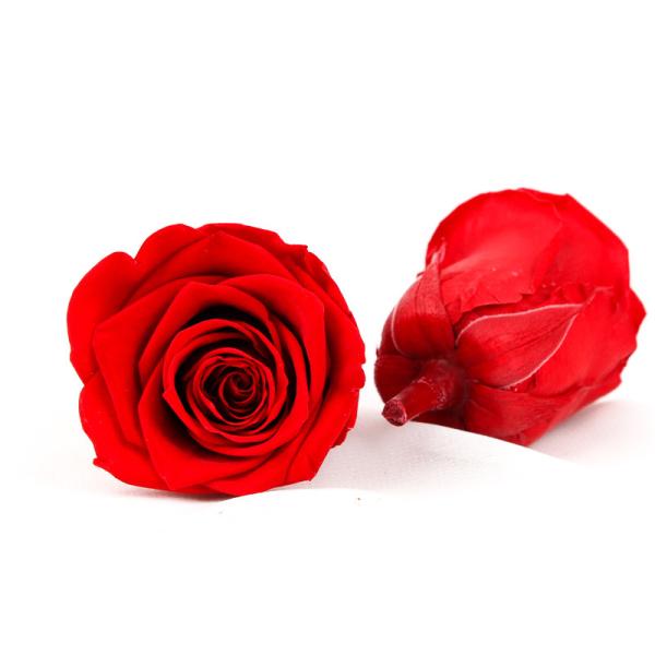 Eco Friendly Diameter 5-6cm No Pollen Real Eternal Roses