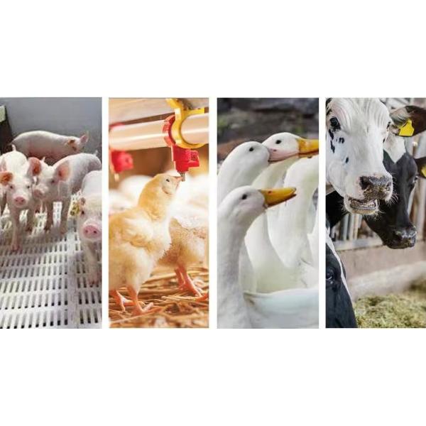 Hot Galvanized Steel Animal Feed Silo 3-30 Ton Feed Grain Bin