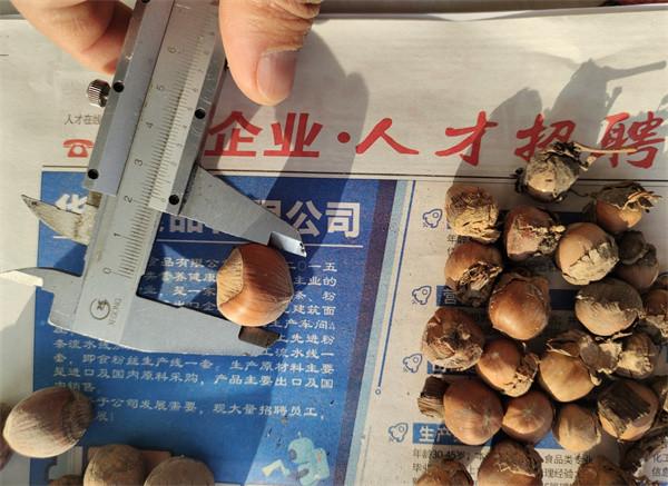 hazelnut green skin removing machine, hazelnut peeling machine
