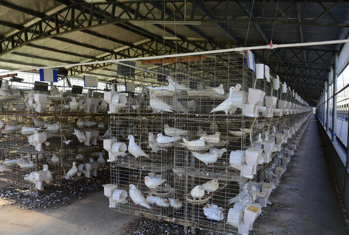Pigeon Farming Equipment