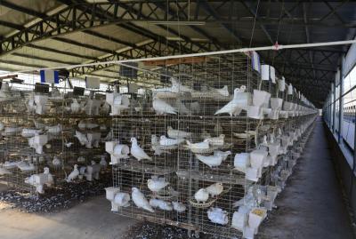 Multi Tier Stacking Pigeon Farming Equipment Automatic Feeding Nest System