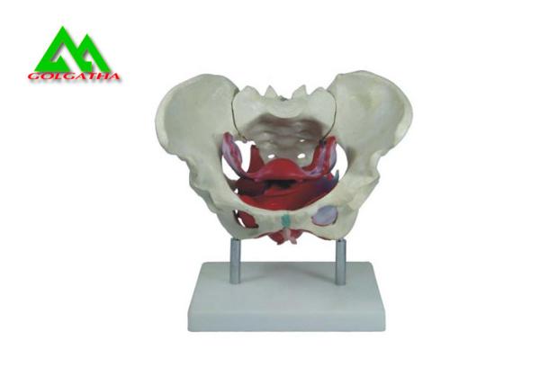 Adult Female Pelvis Model Medical Teaching Models Life Size PVC Material