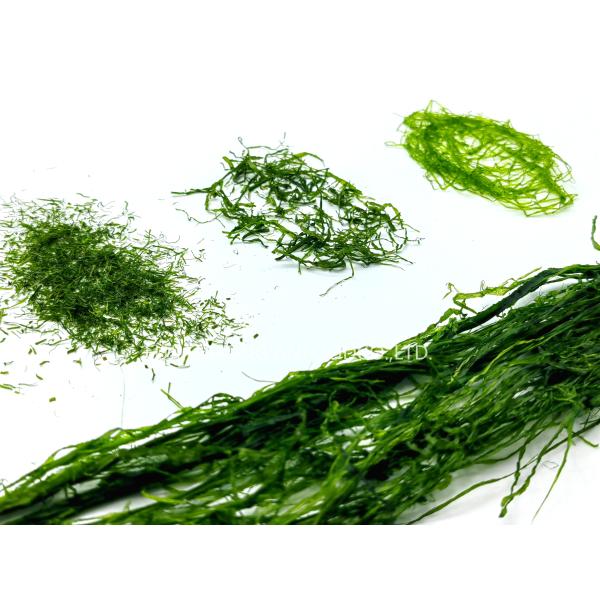 Haccp Crispy Prolifera Seaweed Strips Emerald Green 150g Resealable Bag For Snacks Sushi