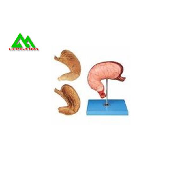 Recycled Medical Human Digestive System Model For Teaching Life Size 6 Parts