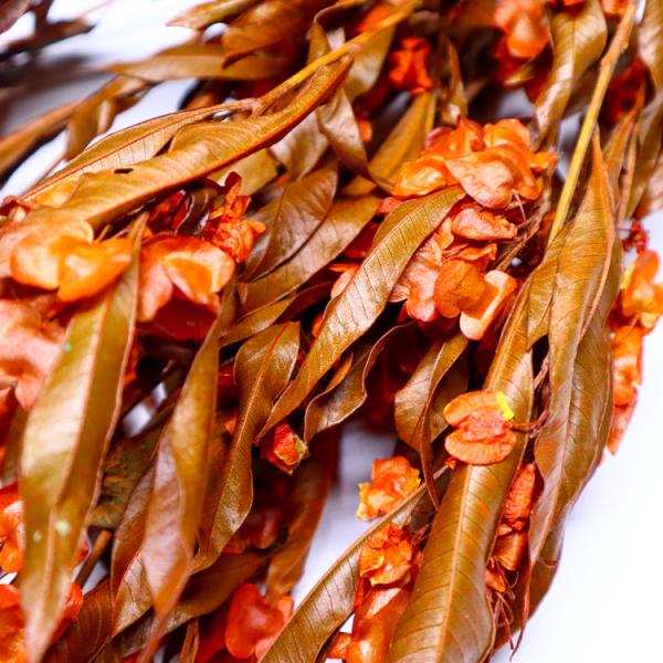 Natural Green Preserved Eucalyptus Leaves Real Touch Feel & Eco Friendly
