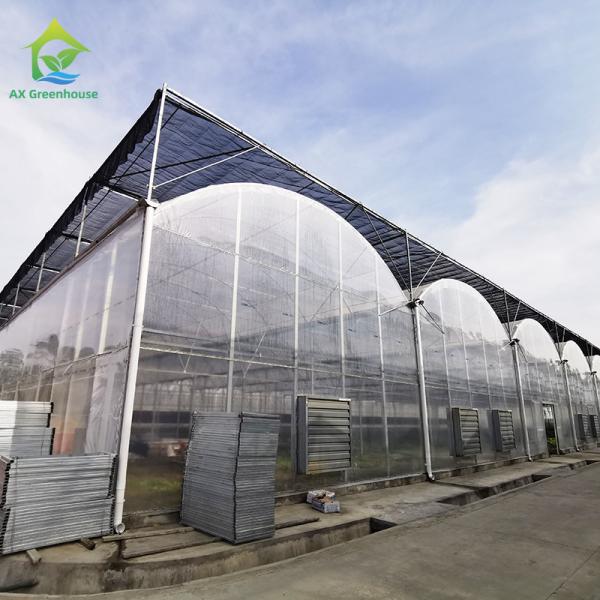 Agricultura ao ar livre Vegetais agrícolas de várias faixas Folha de bagas Estufa de túnel poli